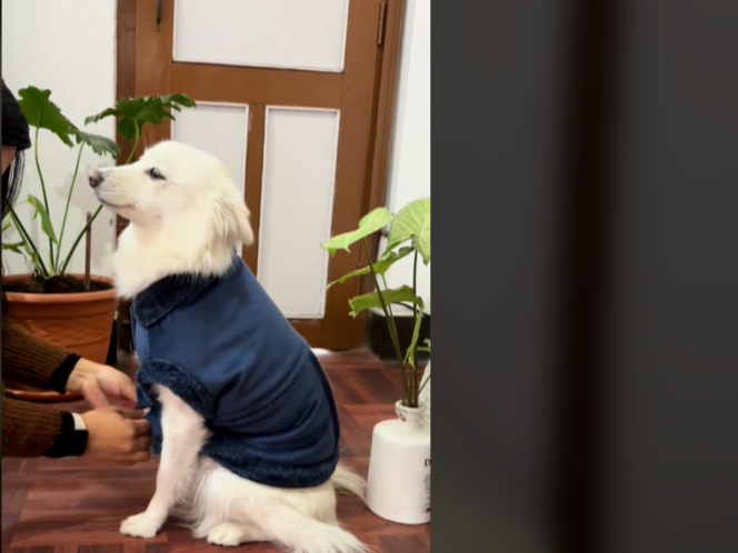 年入千万美金! 小众宠物用品在海外爆火出圈!