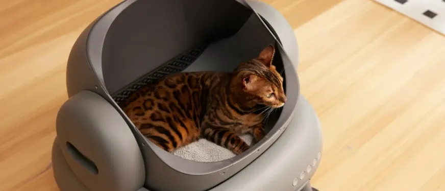 深圳初创团队TikTok逆袭:四人半年做到2亿GMV的出海秘诀