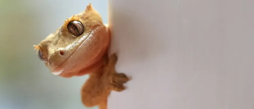 450亿“冷门”生意大爆发！这届年轻人的“癖好”不简单