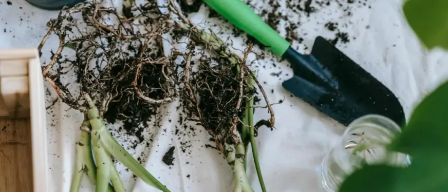 Temu选品新思路:如何用别人的爆品打入新市场