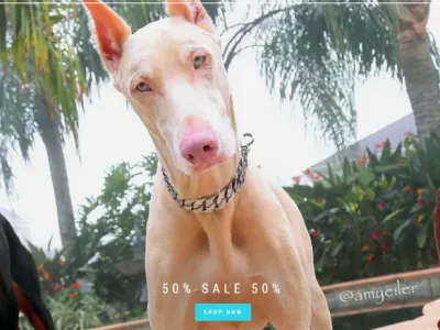一条狗链卖400美元！Big Dog Chains如何打造宠物奢侈品帝国？