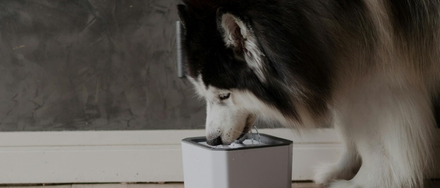 比人用的家具还火?2025年美国90亿美元的宠物家具市场简报