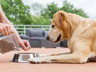 260亿到560亿市场跃迁：宠物喂养配件赛道的新蓝海机遇