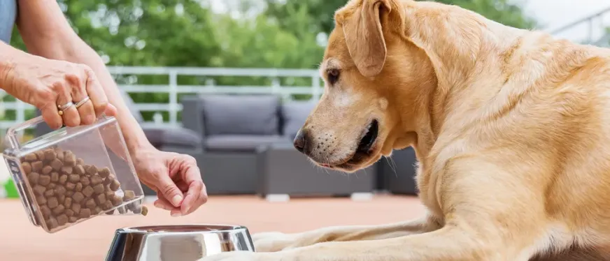 260亿到560亿市场跃迁：宠物喂养配件赛道的新蓝海机遇