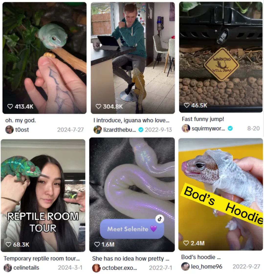 从蜥蜴到蛇类：疯狂动物城2引爆的爬宠经济新蓝海