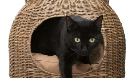 猫窝赛道升级：从基础功能到情感价值的品类创新