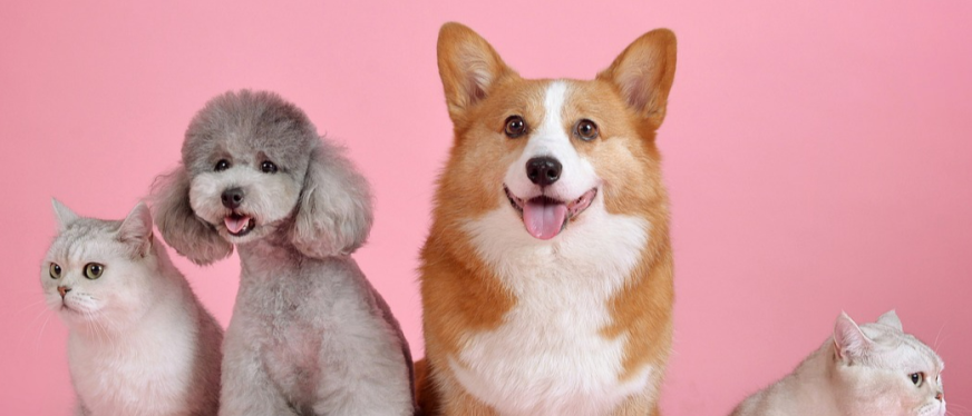 智能猫砂盆登顶榜一,宠物赛道又现种子选手!