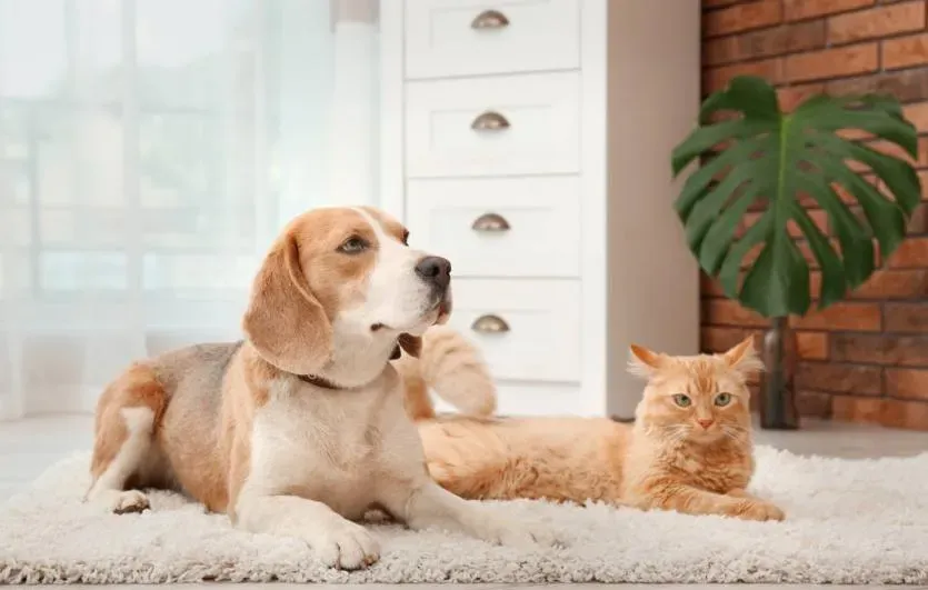 中药宠物食品崛起：千亿市场下的"毛孩子养生经济"​