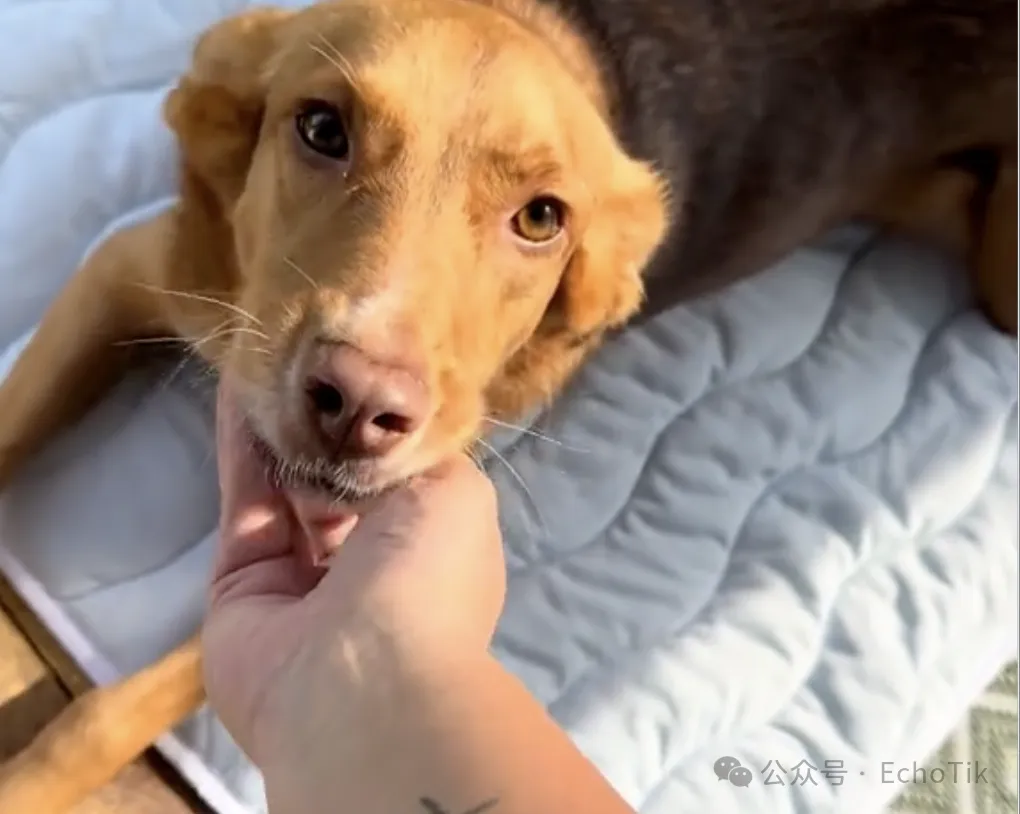 图片 30天入账770万、周销暴涨158%!全球热浪引爆TikTok“降温经济”?