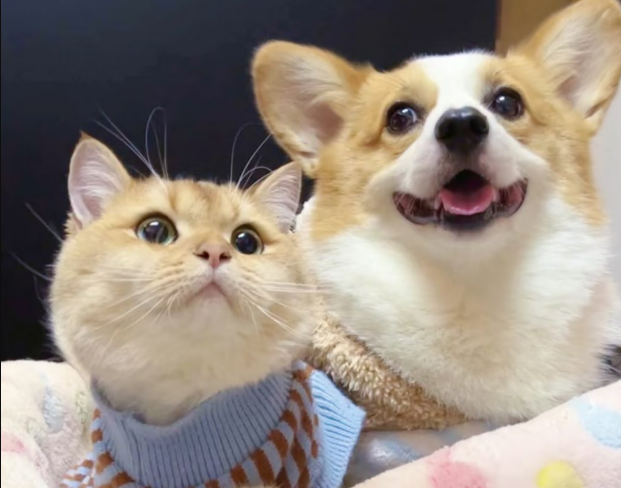 TikTok宠物用品新款爆品！月销1.5万单，热卖推荐！