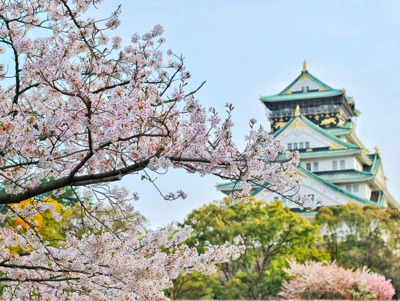TikTok日本站开店避坑指南：90%新手栽在这7个细节