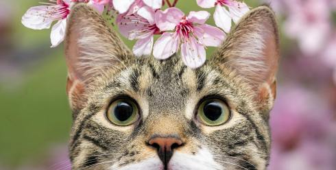 200万吨卖遍140国！小县城如何统治宠物市场