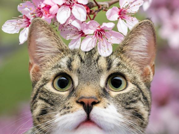 200万吨卖遍140国！小县城如何统治宠物市场