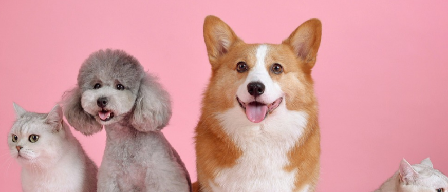 跨境电商选品焦点：12款优质猫用饮水器，爆款潜质十足！