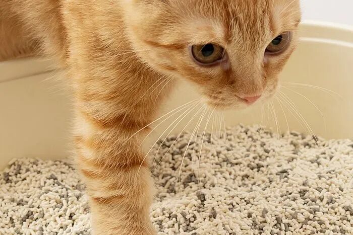 图片 众筹破140万美元,Furbulous拿下海外猫主