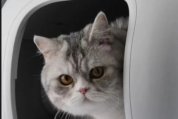 图片 众筹破140万美元,Furbulous拿下海外猫主