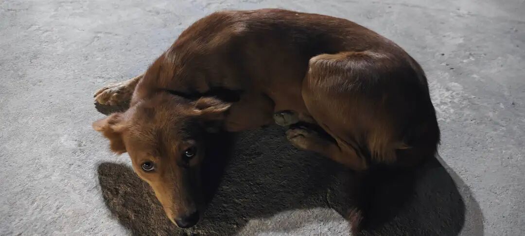 图片 从刚果到迪拜:中国企业出海潮下的外派青年生存图鉴