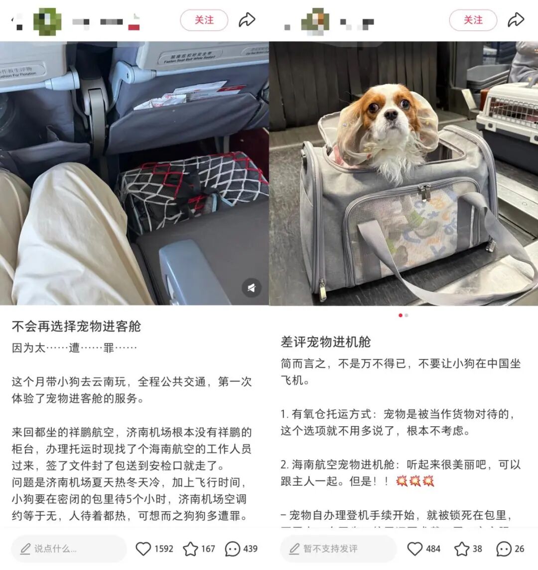 图片 “勇敢的小狗先享受世界”背后,一门新生意火了