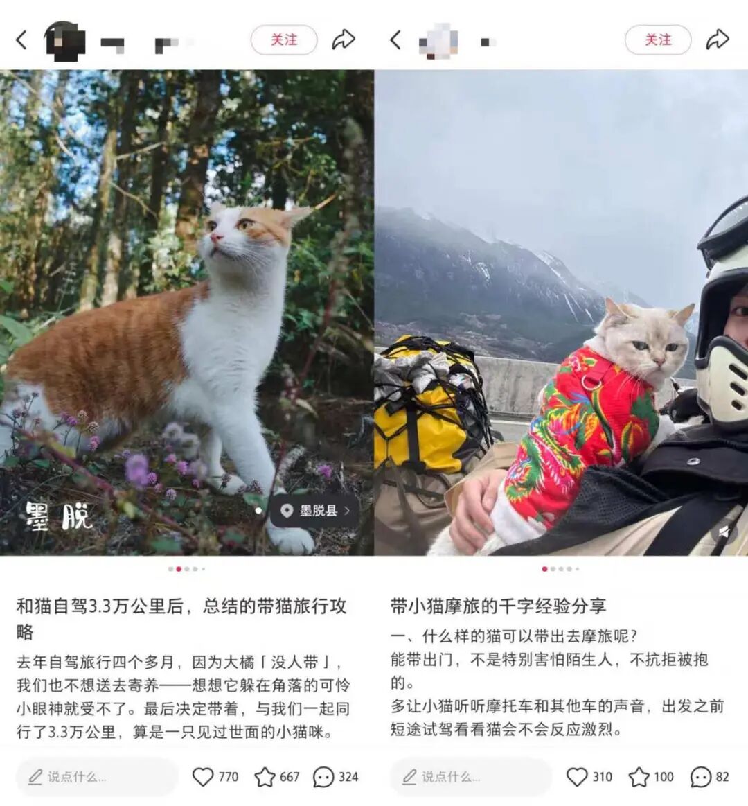 图片 “勇敢的小狗先享受世界”背后,一门新生意火了