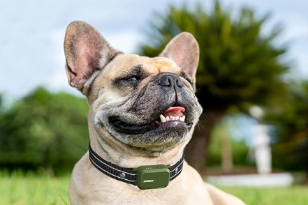 图片 月销6万件背后:Jugbow如何用专业训练项圈撬动亚马逊宠物市场?