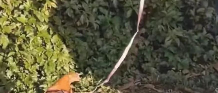 老美把鸡当宠物养?Etsy卖鸡配饰狂斩上万订单,赚得盆满钵满。