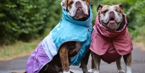 一件狗衣服卖两三百，半年狂揽5600万美金