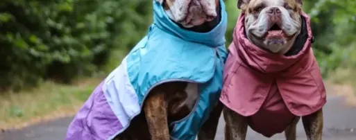 一件狗衣服卖两三百，半年狂揽5600万美金