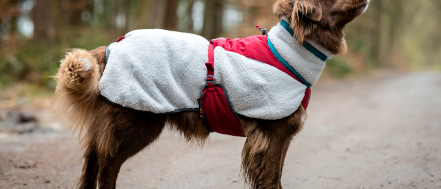 狗夹克日均400单，成宠物服饰飙升爆品！