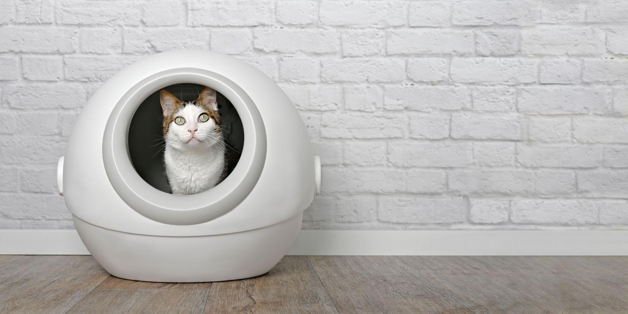 跨境爆品新风口：科学养宠产品，三大市场掘金指南