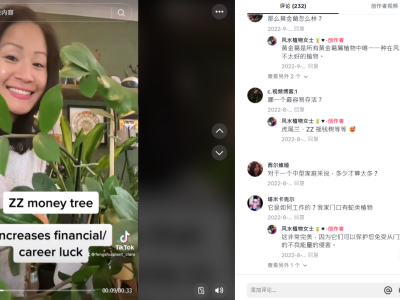 风水植物一夜爆火，玄学的风还是吹到了TikTok