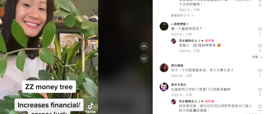 风水植物一夜爆火，玄学的风还是吹到了TikTok
