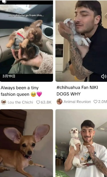 墨西哥宠物经济爆发！TikTok小店仅2款单品月销1.3万件登顶Top20​