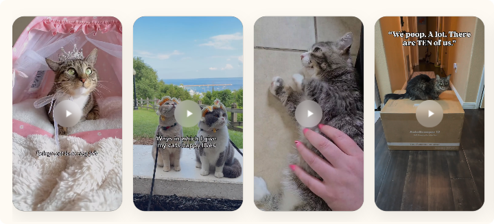 被猫带火的一门生意,它在TikTok上卖出了上千万美元