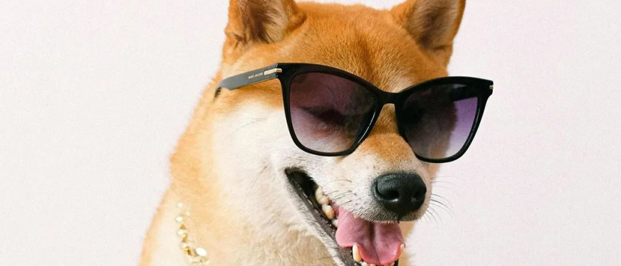 智能化养宠兴起：解码智能宠物用品出海指南