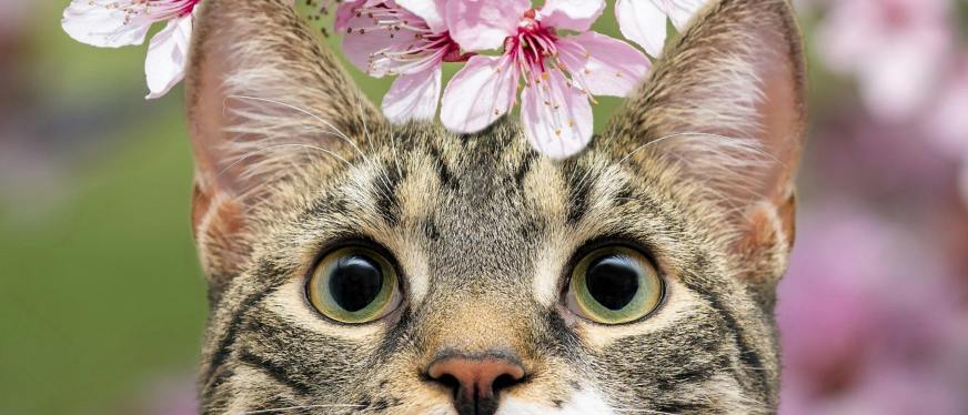 2026可以免费入驻的日本电商平台有哪些?