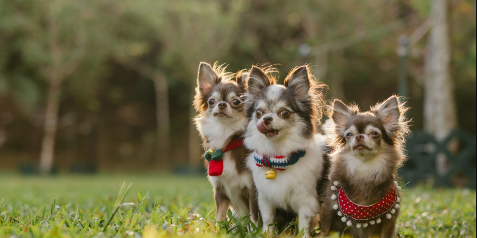 2026新加坡宠物展全攻略：三场盛会承包全年宠爱，带毛孩子赴约吧！