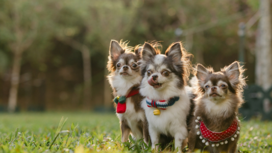 2026新加坡宠物展全攻略：三场盛会承包全年宠爱，带毛孩子赴约吧！