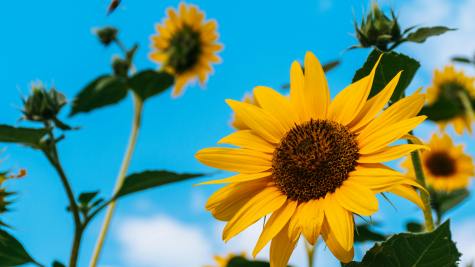 TikTok Shop菲律宾站全面开放预售功能，11月24日起支持3-30天发货周期