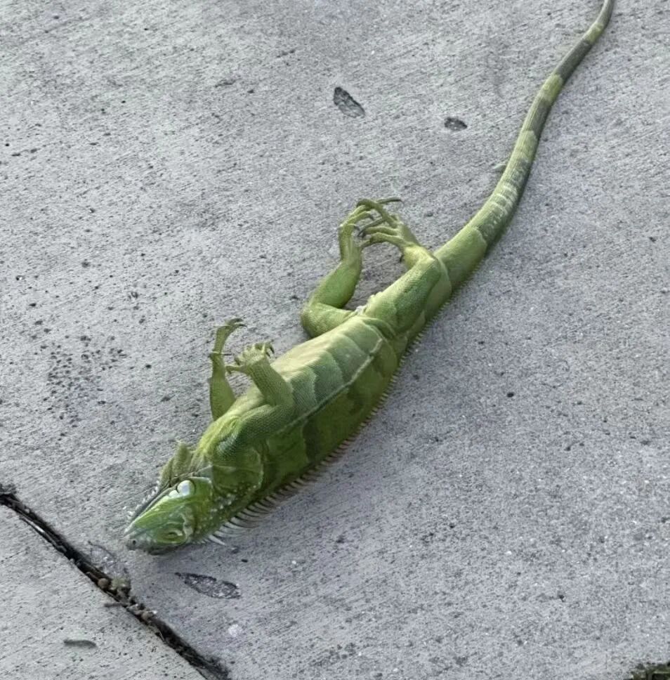 美国遭遇“雪崩式”入冬，TikTok“过冬神器”销量暴涨